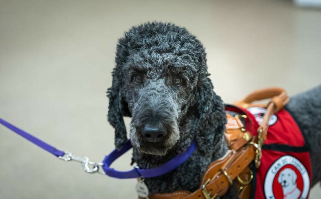 Service Dog vs Therapy Dog vs Emotional Support Dogs Emotional support dog standing on leash with vest on.