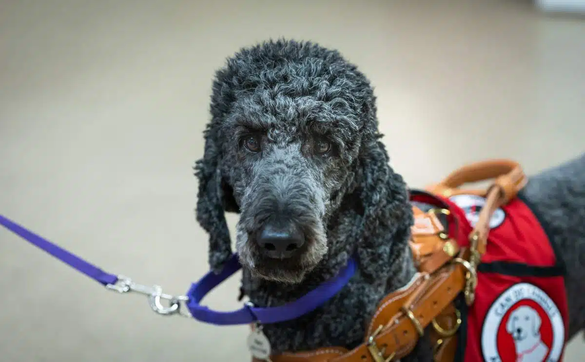 emotional support dog standing on leash with vest on