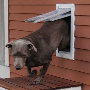 Dog exiting house through Endura Flap Dog Door