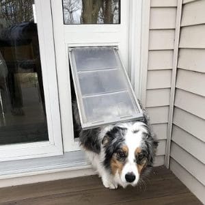 Dog exiting house to patio through Endura Flap Thermo Panel 3e