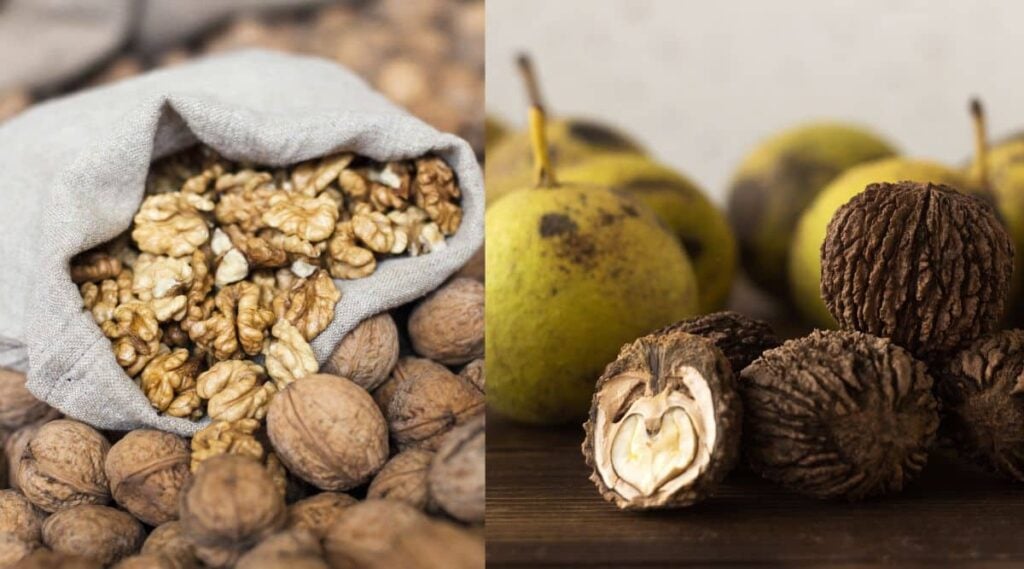 english and black walnuts side by side