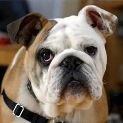 English Bulldog