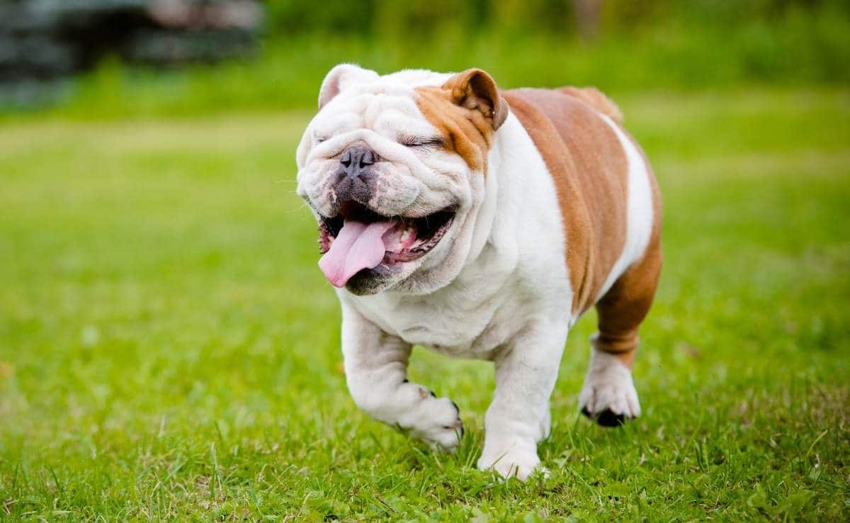 English Bulldog running in field with tongue out.