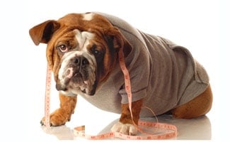 Bulldog wearing a sweatshirt with measuring tape over head