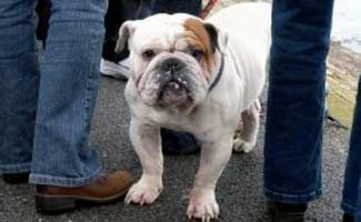 English Bulldog