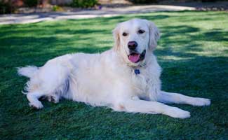 English Cream Golden Retriever on grass