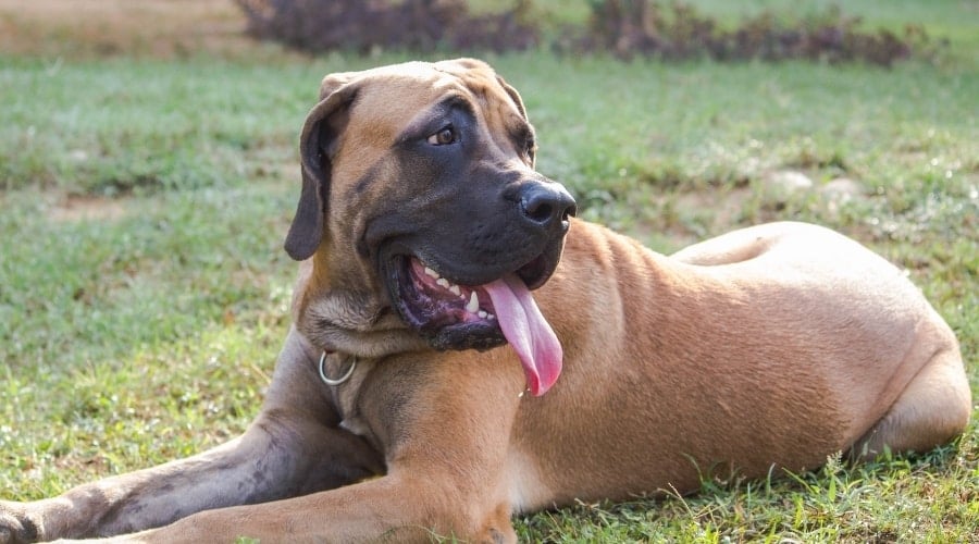 Large Tan Dog Laying Down in Grass