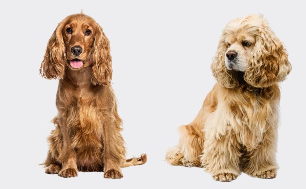 English Spaniel sitting next to an American Cocker spaniel.