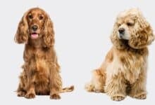 English Spaniel sitting next to an American Cocker spaniel.