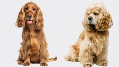 English Spaniel sitting next to an American Cocker spaniel.