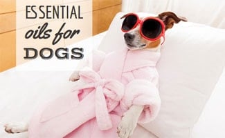 essential oil for dog rash