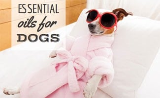 Dog at the spa (Caption: Essential Oils For Dogs)