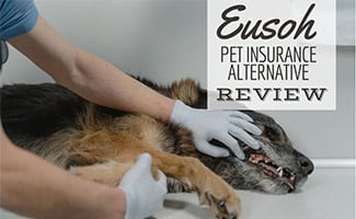 Dog's mouth being examined by a vet (caption: Eusoh Pet Insurance Alternative Review)