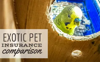 Pet parrot in birdcage (caption: Exotic Pet Insurance Comparison)