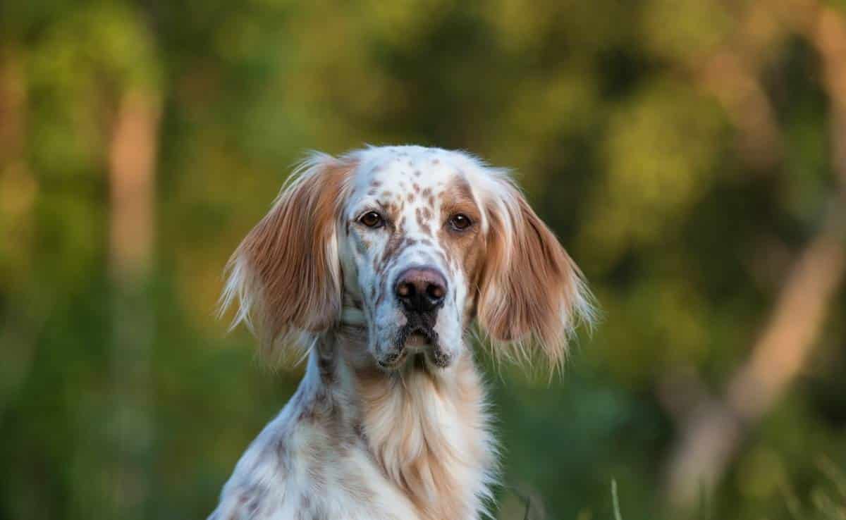 Extinct Dog Breeds What Are The Numbers? Canine Journal