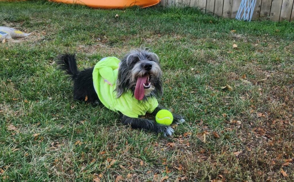 Falkor and ball in grass.
