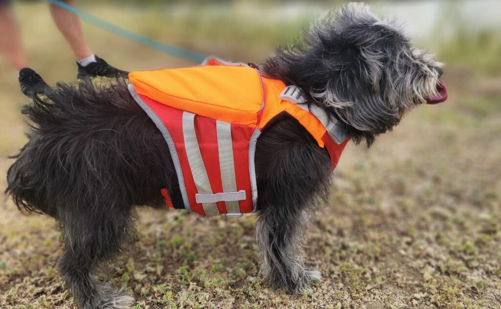 Falkor in the ThinkPet dog life jacket.