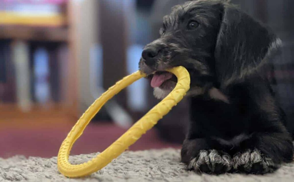 How To Stop Your Dog From Whining & Reasons They Do It - Canine Journal