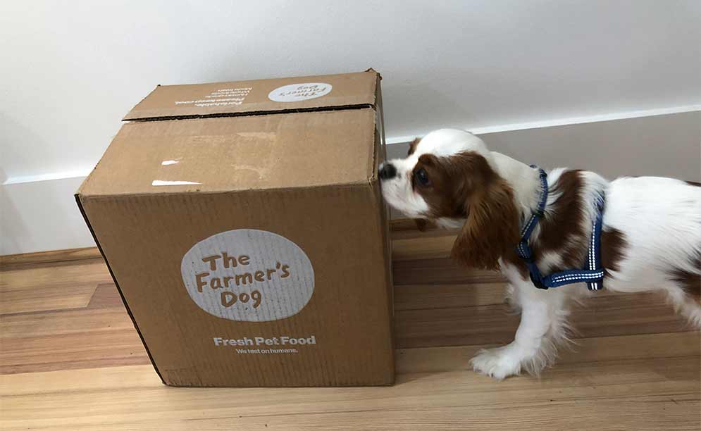 dog sniffing farmer's dog box