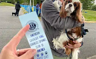 Cavalier after running Fast CAT with his ribbon being held by owner.