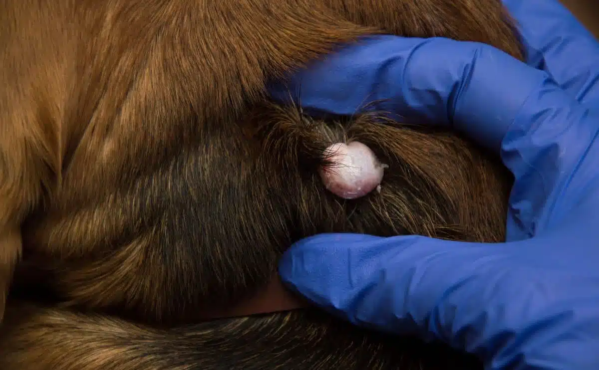 fatty cyst on dog