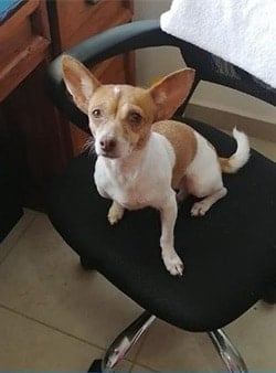 Felicia chihuahua mix sitting on office chair