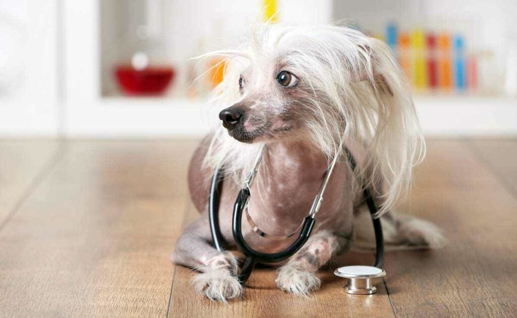 Small hairless dog lying on ground with stethoscope around neck.