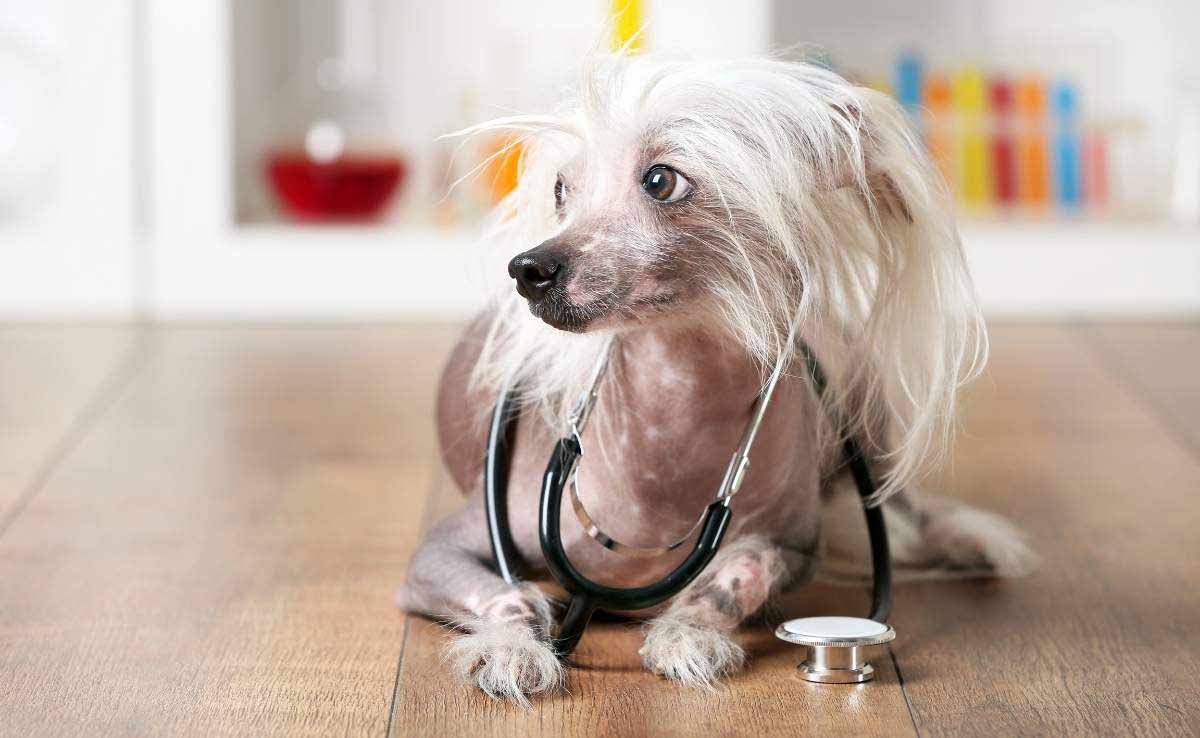 Small hairless dog laying on ground with stethoscope around neck