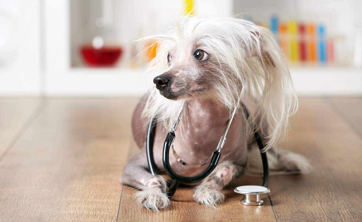 Small hairless dog laying on ground with stethoscope around neck