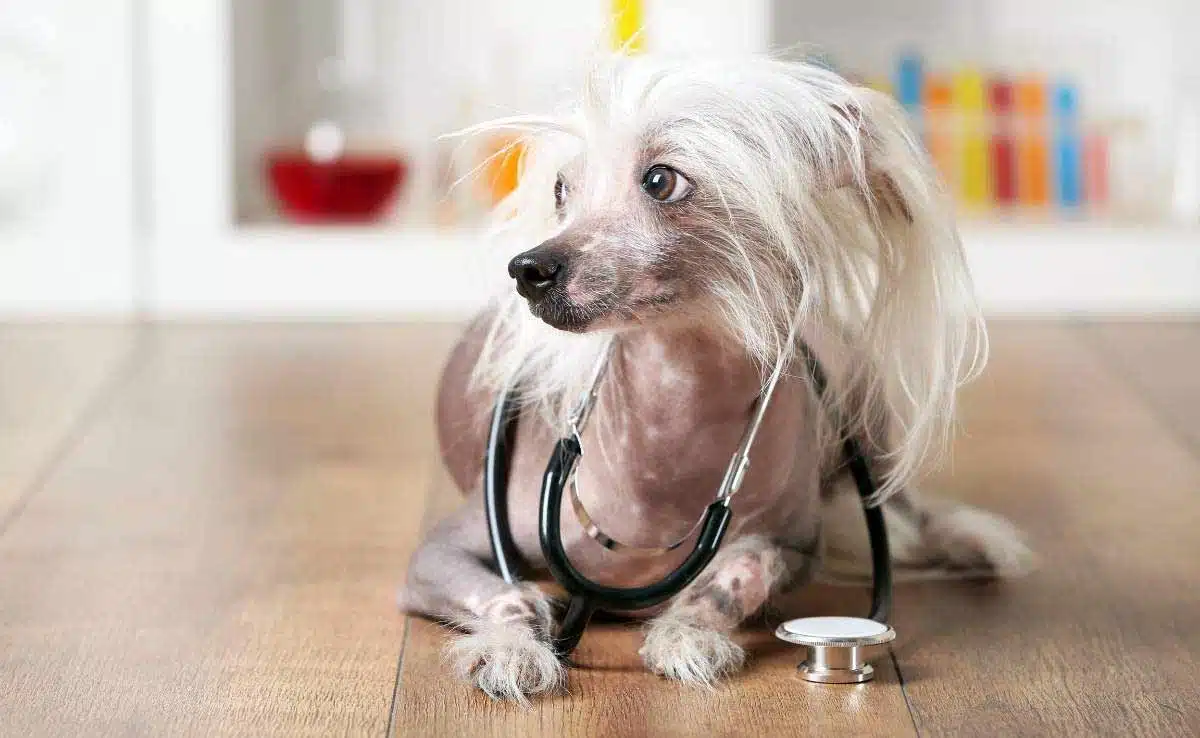 Small hairless dog laying on ground with stethoscope around neck