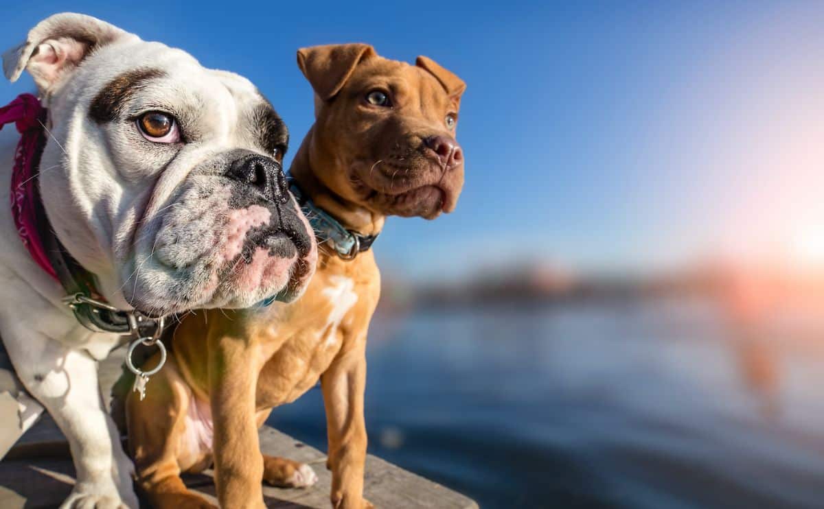 Bulldog and a Pitbull dog staring off edge of a dock into the water