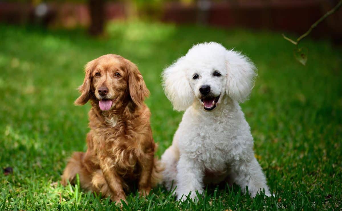 Golden Retriever dog and White standard poodle sitting in the grass off leash