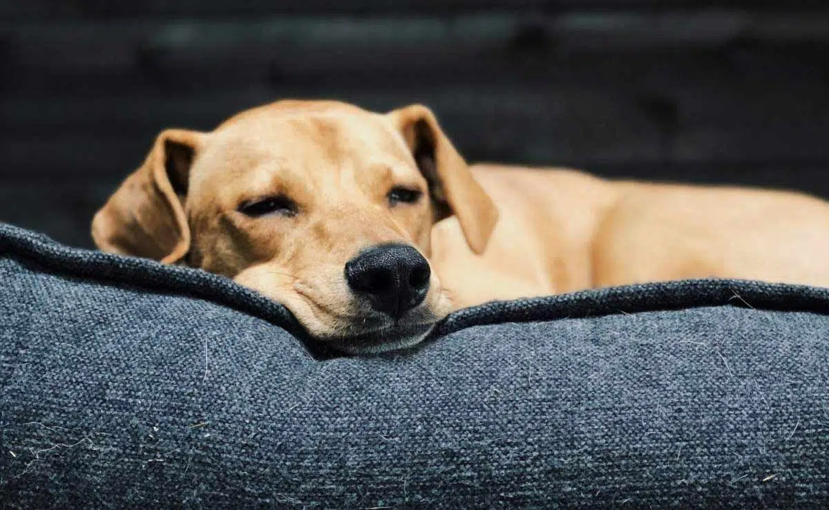 Dog laying on bed