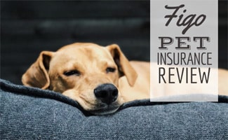 Dog laying on bed (Caption: FIGO Pet Insurance Review)