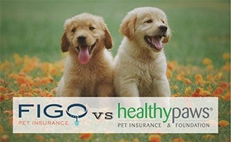 Two puppies in field (caption: Figo vs Healthy Paws)