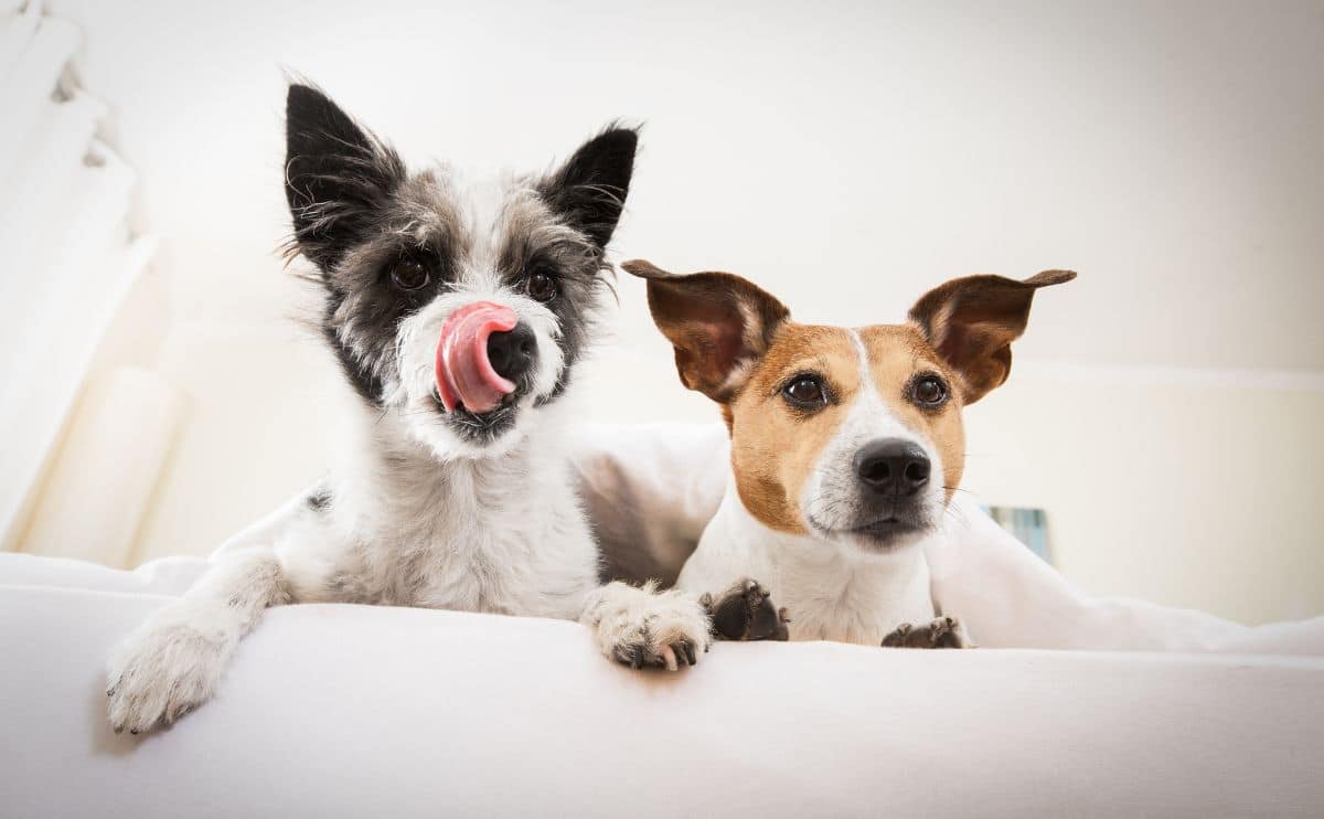 2 small dogs sitting on the edge of the bed looking down about to pounce one with tongue out