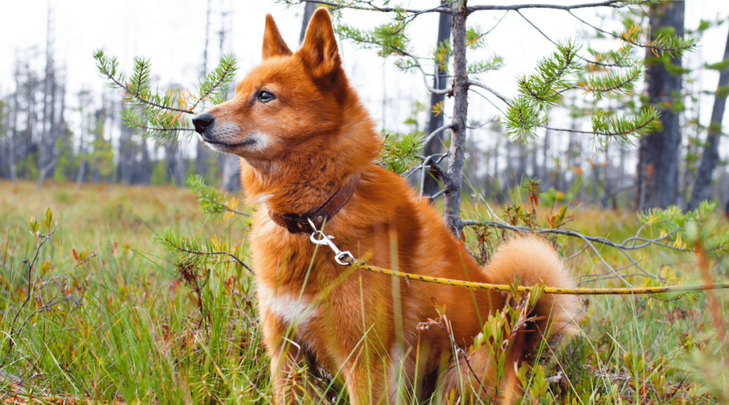Finnish Spitz sitting outside in field