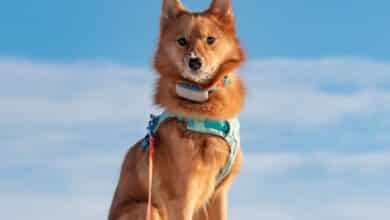 Finnish Spitz sitting outside with shock collar on.