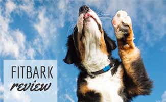FitBark Review Dog with FitBark jumping (Caption: FitBark Review)
