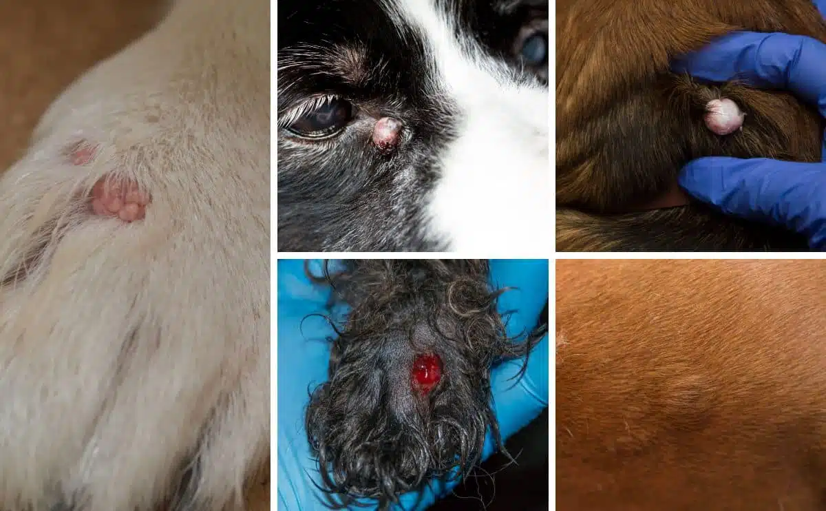 five type of cysts on dogs