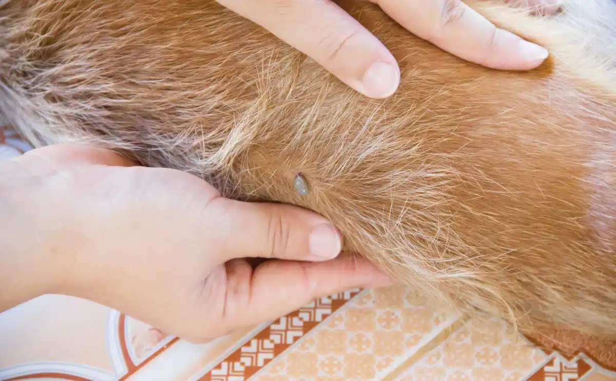 A flea on a dog's fur with person's hands inspecting