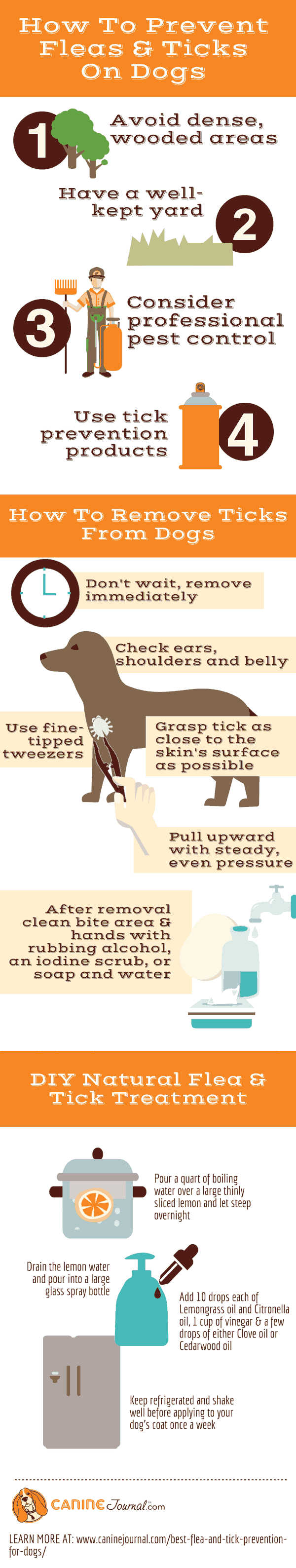 How to prevent fleas and ticks on dogs infographic