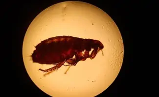 flea under the microscope 