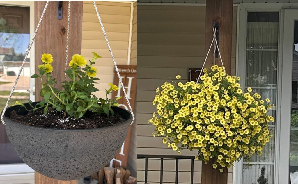 Flowers hanging pot before and after.
