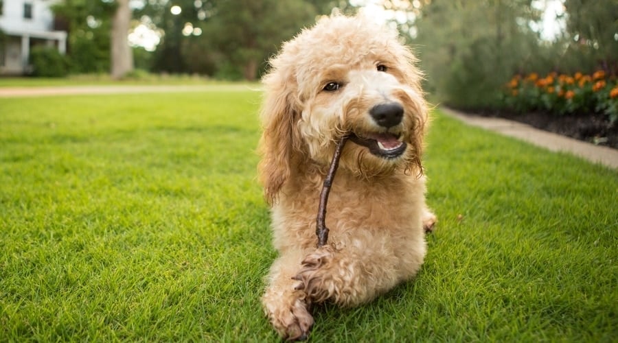 Fluffy Dog Chewing a Stick in a Yard