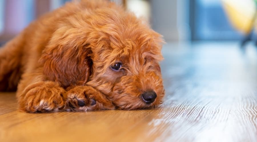 Fluffy dog laying on the wood floor