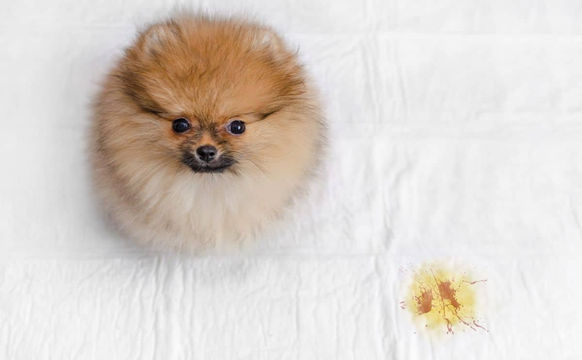 A fluffy Pomeranian puppy and urine puddle with blood, view from above