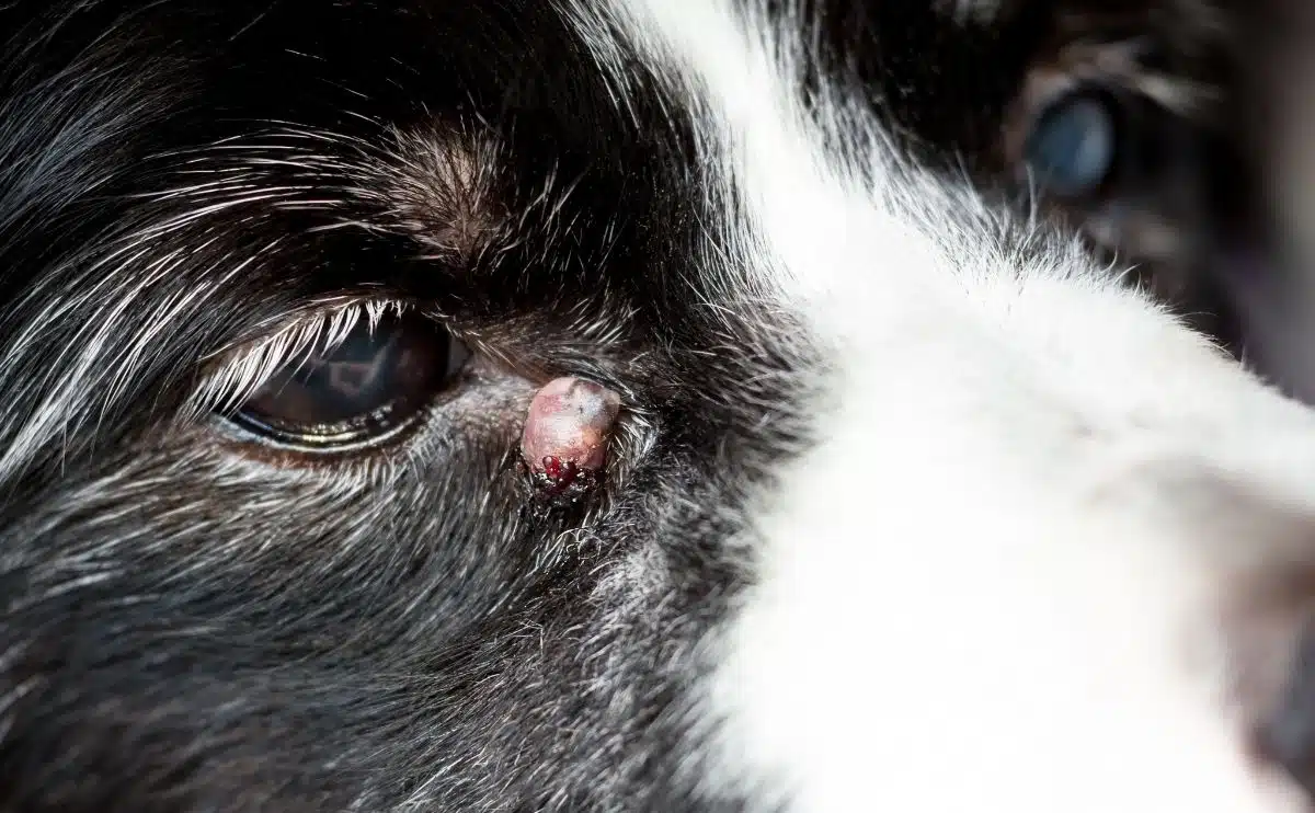 follicular cyst on dog's eye