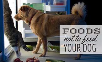 natural food to feed dogs