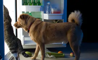 Dog and Cat Eating out of Fridge